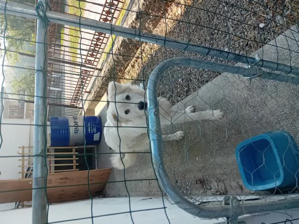 Adozione pastore maremmano