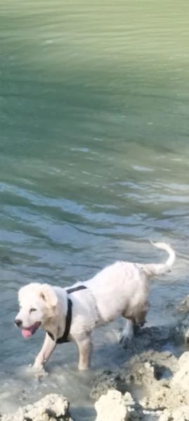 Adozione pastore maremmano | Foto 1