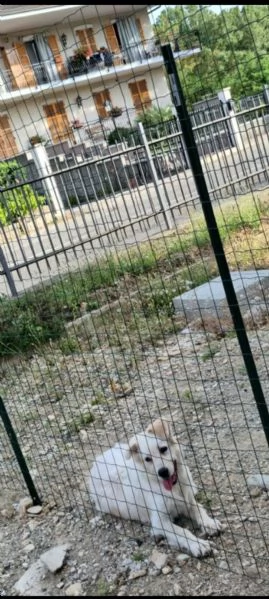 Adozione pastore maremmano | Foto 0