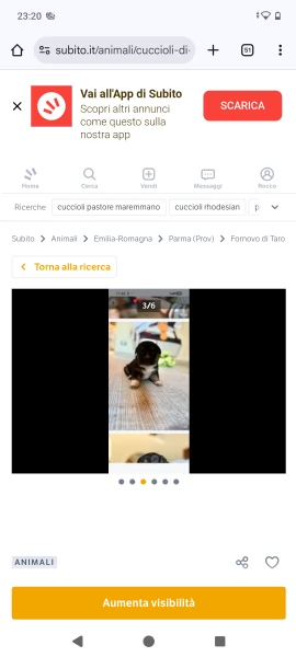 Cuccioli maremmano/Pitbull 