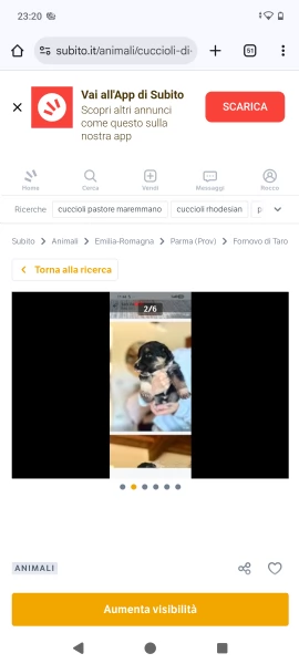 Cuccioli maremmano/Pitbull  | Foto 6