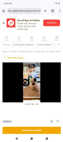 Cuccioli maremmano/Pitbull  | Foto 5