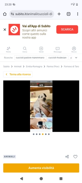 Cuccioli maremmano/Pitbull  | Foto 4