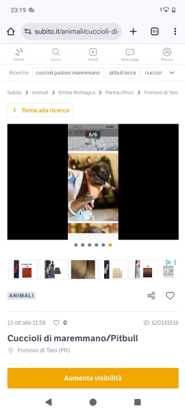 Cuccioli maremmano/Pitbull  | Foto 3