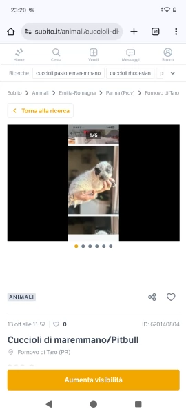 Cuccioli maremmano/Pitbull  | Foto 1