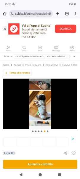 Cuccioli maremmano/Pitbull  | Foto 0