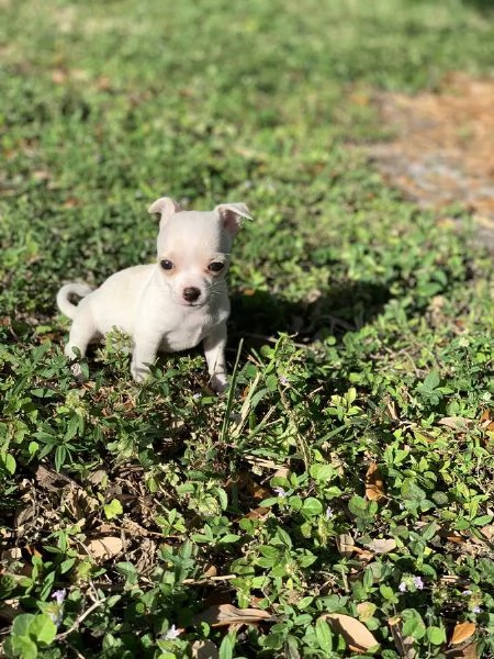 Dolci cuccioli di Chihuahua disponibili
