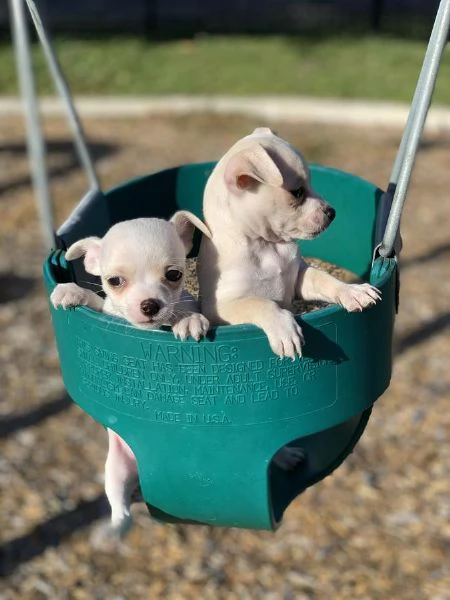 Dolci cuccioli di Chihuahua disponibili | Foto 1