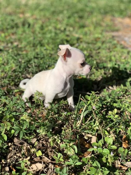 Dolci cuccioli di Chihuahua disponibili | Foto 0