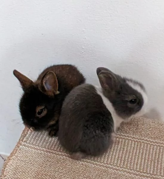Bellissima  coniglietti nana | Foto 13