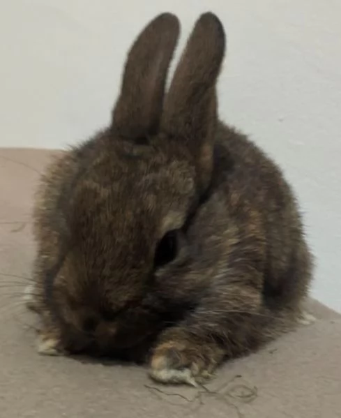 Bellissima  coniglietti nana | Foto 12