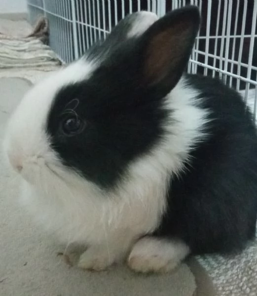 Bellissima  coniglietti nana | Foto 11