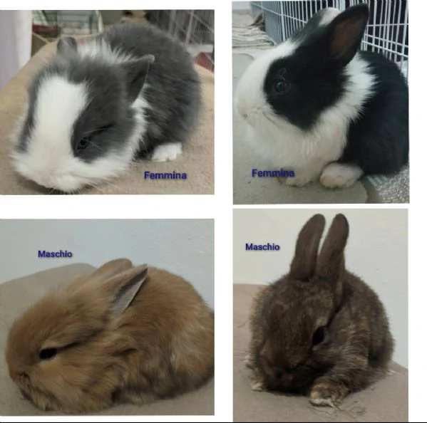 Bellissima  coniglietti nana | Foto 10