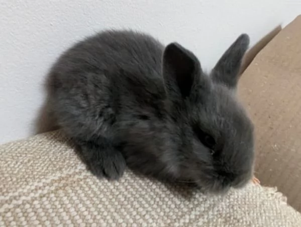 Bellissima  coniglietti nana | Foto 9
