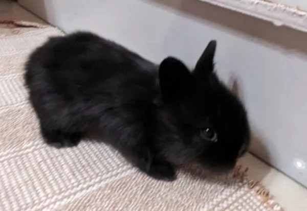 Bellissima  coniglietti nana | Foto 8