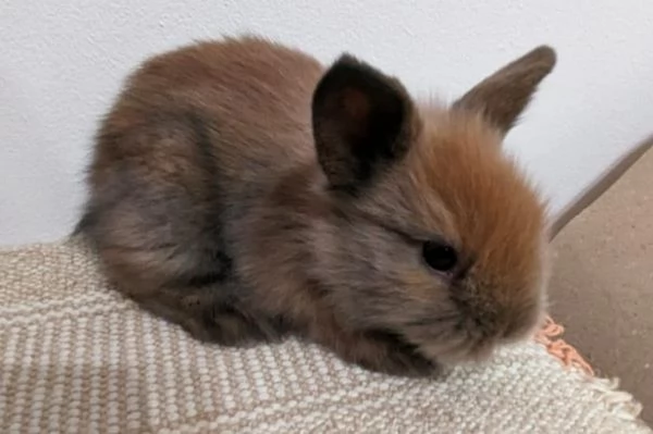 Bellissima  coniglietti nana | Foto 6