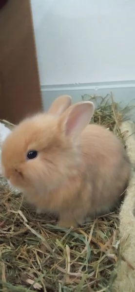 Bellissima  coniglietti nana | Foto 5