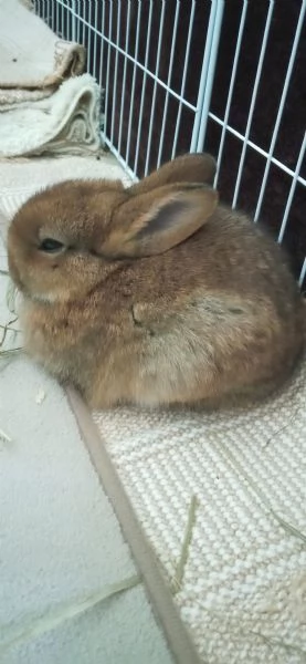 Bellissima  coniglietti nana | Foto 4