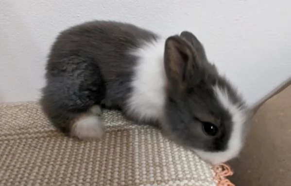 Bellissima  coniglietti nana | Foto 3