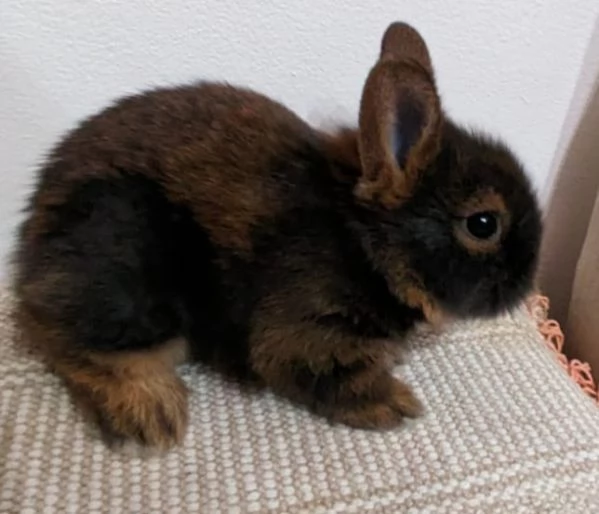 Bellissima  coniglietti nana | Foto 2