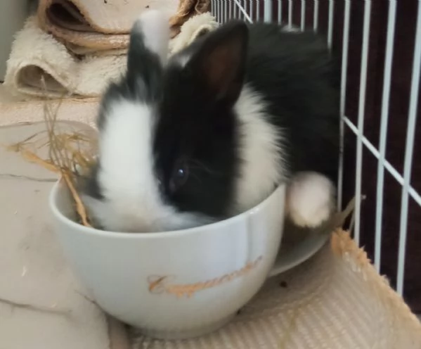 Bellissima  coniglietti nana | Foto 1