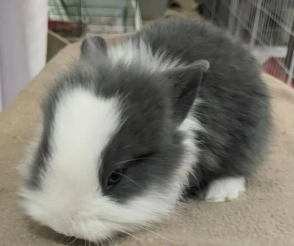 Bellissima  coniglietti nana | Foto 0