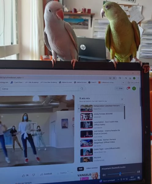 Parrocchietti dal collare