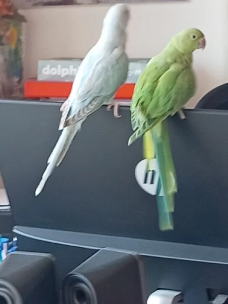 Parrocchietti dal collare | Foto 4