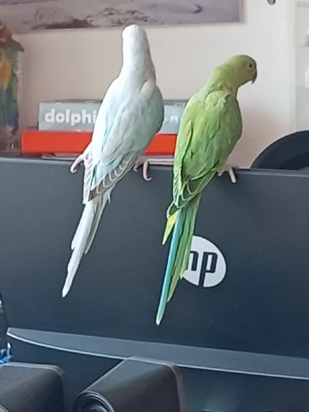 Parrocchietti dal collare | Foto 3