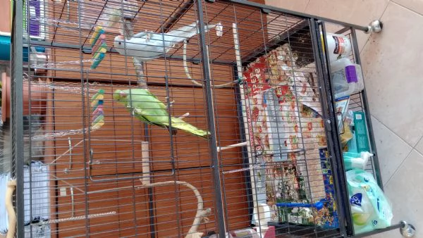 Parrocchietti dal collare | Foto 2