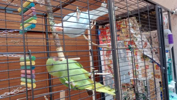 Parrocchietti dal collare | Foto 1