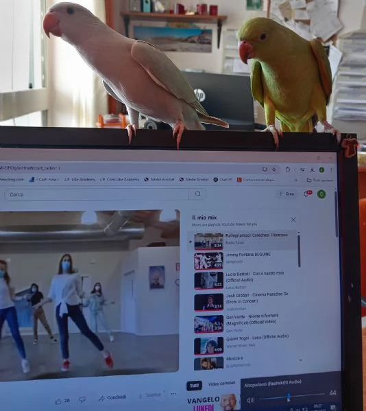 Parrocchietti dal collare | Foto 0