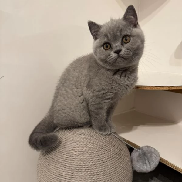Cucciolo di British Shorthair 