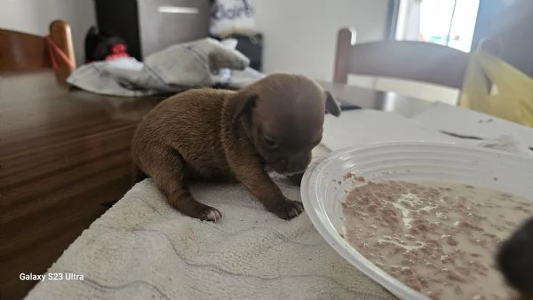 chiuaua chocolate  | Foto 1