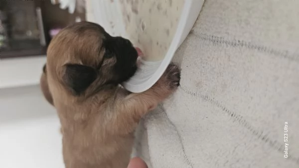 chiuaua chocolate  | Foto 0