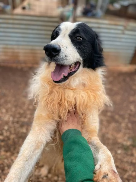 WILLY CERCA CASA | Foto 0