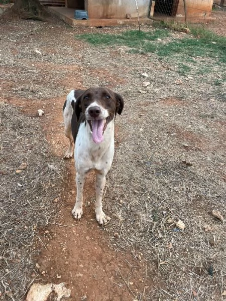 LEO CERCA CASA | Foto 0