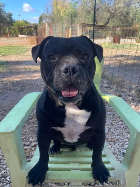 PICCOLO GIO | Foto 0