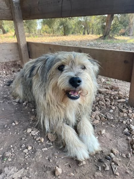 CROSTA CERCA CASA | Foto 0