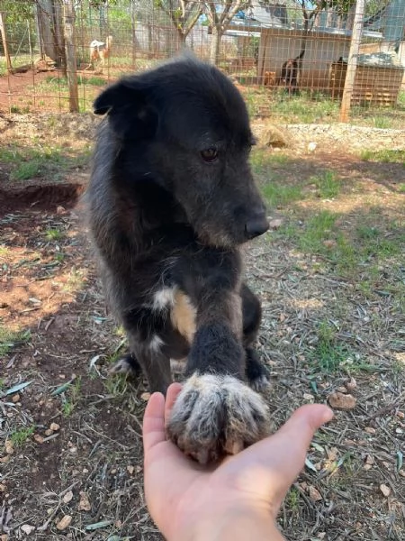 BENEDETTO CERCA CASA | Foto 0