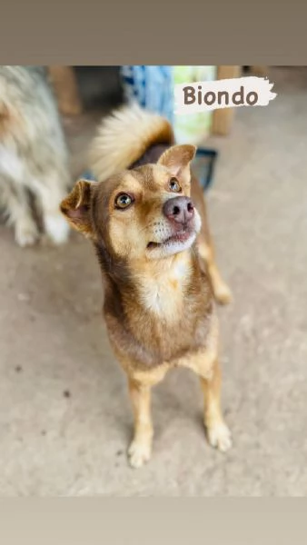 BIONDO CERCA CASA | Foto 0