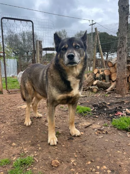 WOLF CERCA CASA | Foto 0