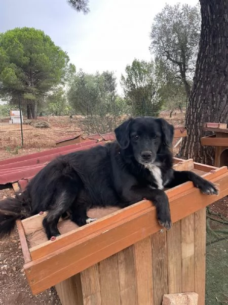 DORA CERCA CASA | Foto 0