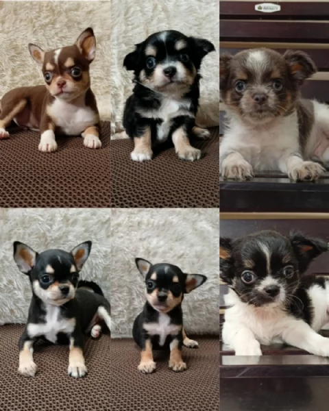 Cuccioli di Chihuahua in adozione 