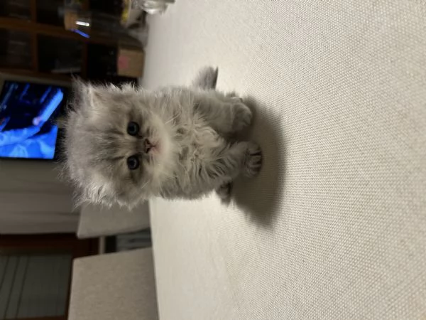 Cuccioli di persiano