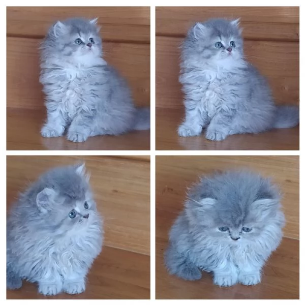 Cuccioli di persiano | Foto 6