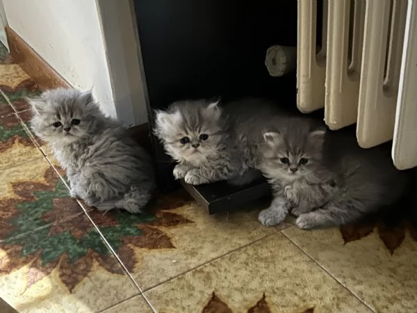 Cuccioli di persiano | Foto 5