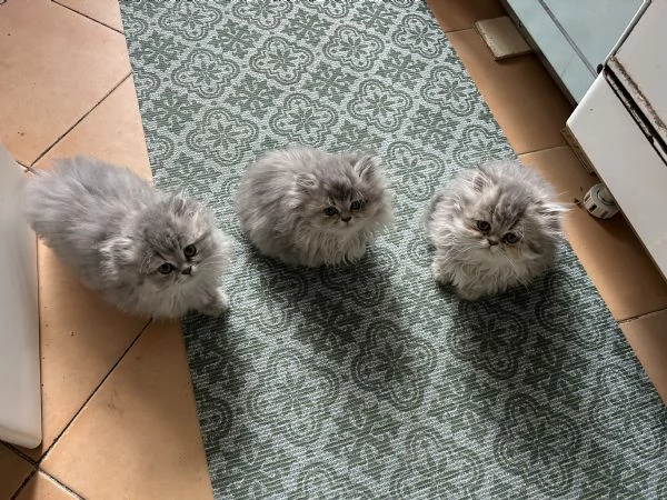 Cuccioli di persiano | Foto 4