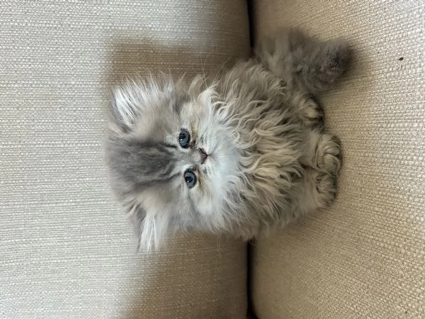 Cuccioli di persiano | Foto 3