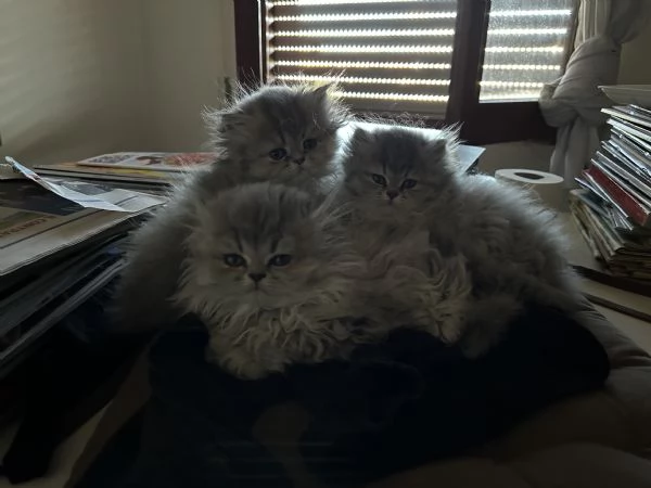 Cuccioli di persiano | Foto 2